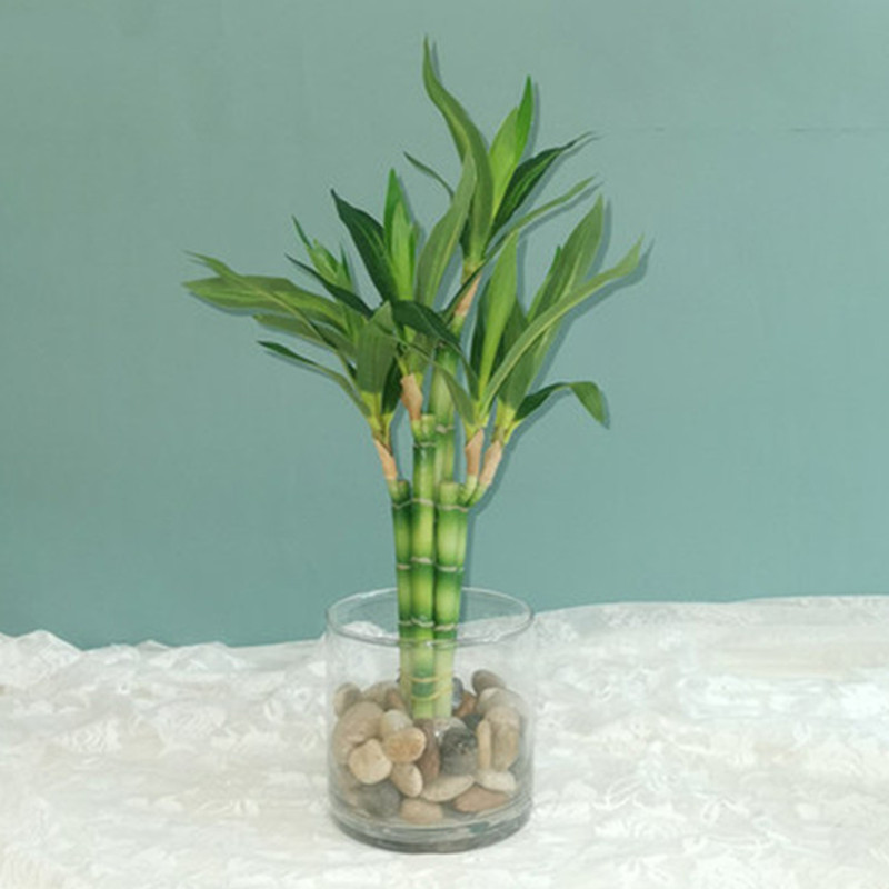 New 40cm rFtificial Lucky Bamb - Aquarium Marine Tank ulasan dan harga