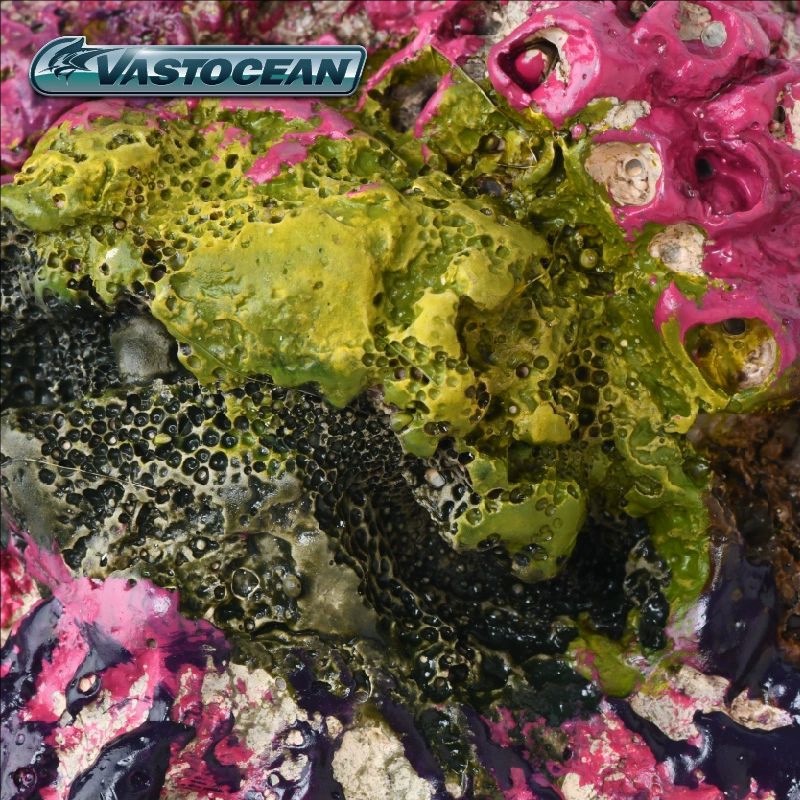 VASTOCEAN Saltwater Aquarium C - Marine Aquarium Hermit Crab ulasan dan harga
