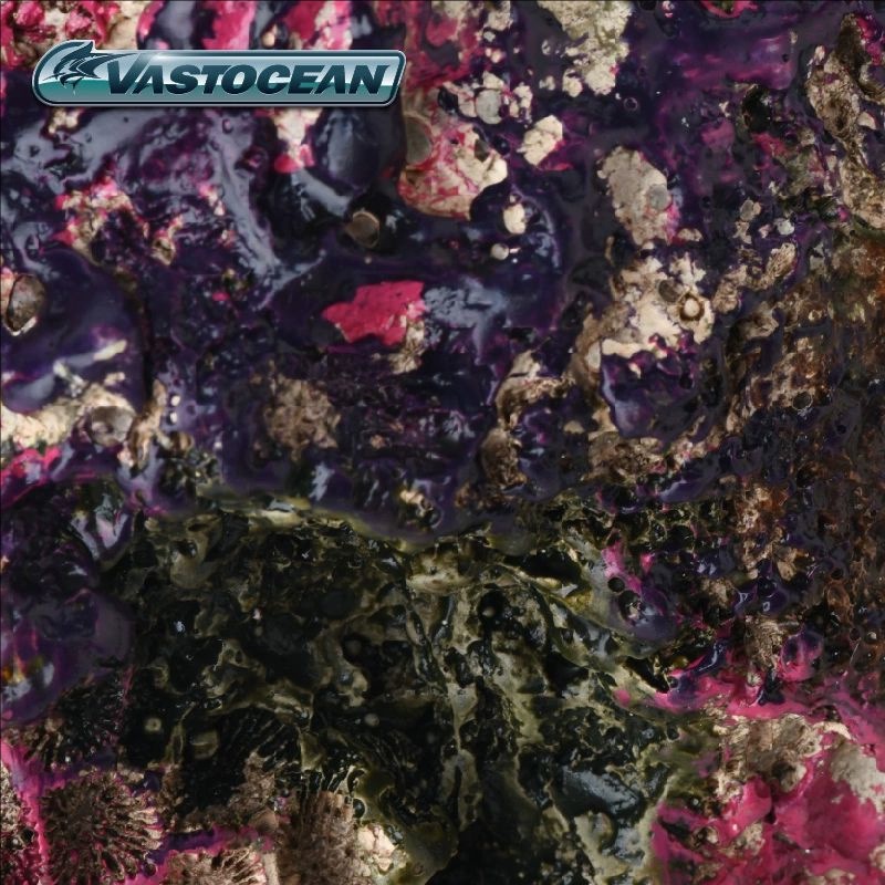 VASTOCEAN Saltwater Aquarium C - Marine Aquarium Hermit Crab ulasan dan harga