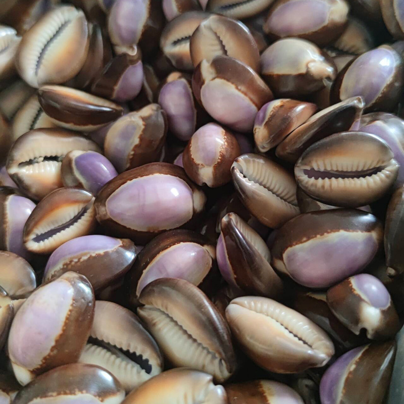 Natural Cypraea carneola Shell - Marine Aquarium Hermit Crab ulasan dan harga