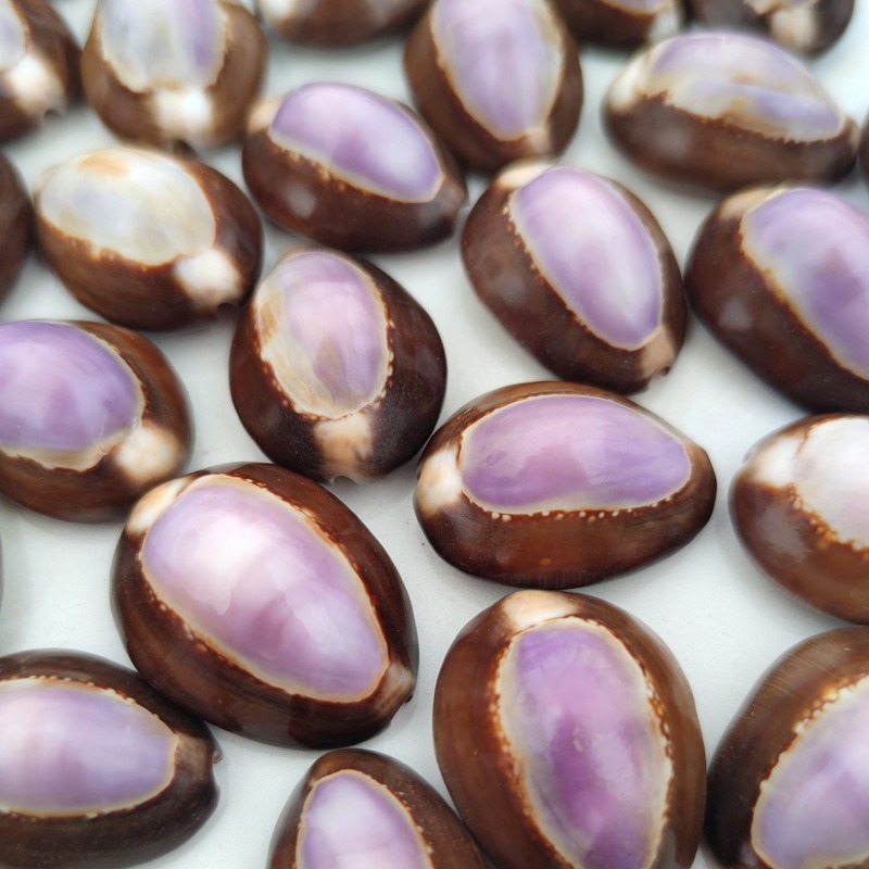 Natural Cypraea carneola Shell - Marine Aquarium Hermit Crab ulasan dan harga