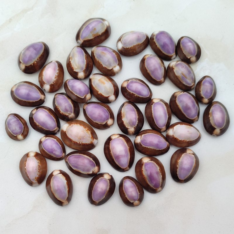 Natural Cypraea carneola Shell - Marine Aquarium Hermit Crab ulasan dan harga