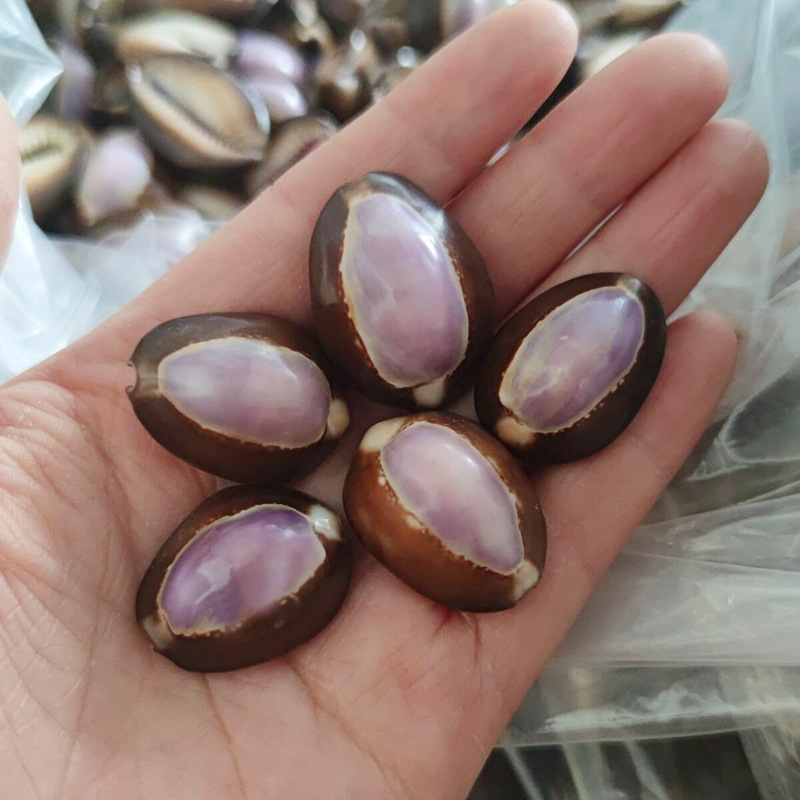 Natural Cypraea carneola Shell - Marine Aquarium Hermit Crab ulasan dan harga